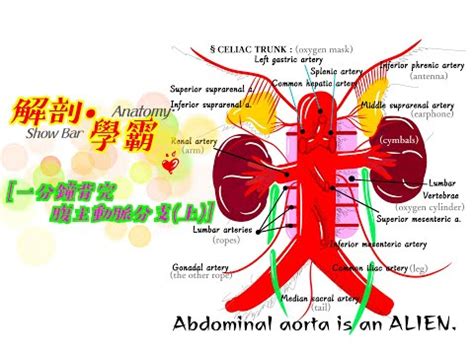 腹主動脈分支口訣